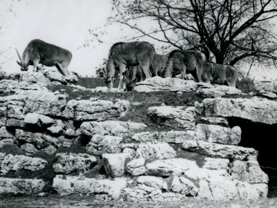 Haziran 1925