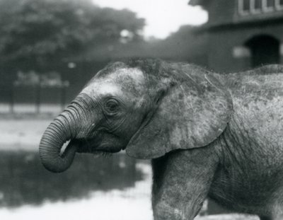 Hortumun ucu ağzında olan genç bir Afrika Fili, Londra Hayvanat Bahçesi, Ağustos 1925 by Frederick William Bond