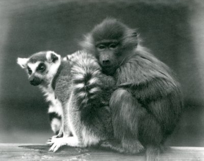 Genç bir Babun, bir kiriş üzerinde Halka Kuyruklu Lemur