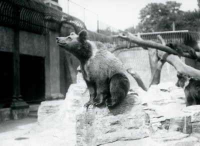Genç bir Boz Ayı ön planda bir kayanın üzerinde oturuyor, bir diğeri arkasında yürüyor ve üçüncüsü bir dalda uyuyor, Londra Hayvanat Bahçesi, Ağustos 1913 by Frederick William Bond