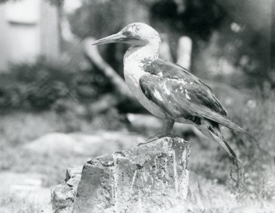 1929