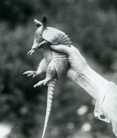 Genç bir Dokuz bantlı ArmadilloDokuz bantlı Uzun burunlu Armadillo, bir bakıcının elinde, Londra Hayvanat Bahçesi, Ağustos 1926 by Frederick William Bond