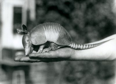 Genç bir Dokuz-bantlı Armadillo veya Dokuz-bantlı Uzun burunlu Armadillo, açık bir avucunda dinleniyor, Londra Hayvanat Bahçesi, Ağustos 1926 by Frederick William Bond