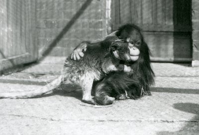 Genç bir Orangutan, 1927