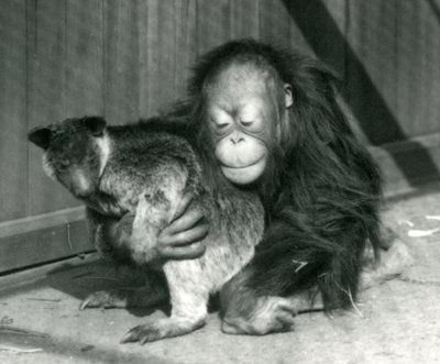 Genç bir Orangutan, 1927