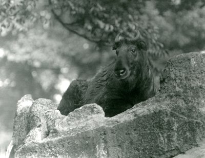 Sığır güderi veya Gnu keçisi olarak da bilinen genç bir Takin, bir kayanın üzerinde dinleniyor, Londra Hayvanat Bahçesi, Haziran 1924 by Frederick William Bond