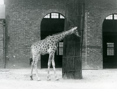 A young female Giraffe standing in front of a tree, in the paddock ouside the Giraffe House, London Zoo by Frederick William Bond