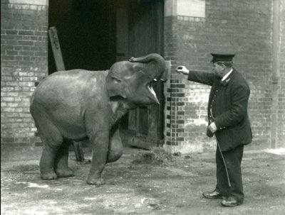 Genç bir dişi Hint Fili, Bekçi H. Robertson ile birlikte, Londra Hayvanat Bahçesi, 22 Şubat 1922 by Frederick William Bond