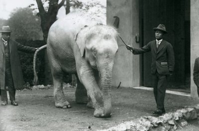 AlbinoBeyaz Birmanya Fili Pawah, Dr. Saw Po Min, Londra Hayvanat Bahçesi, Mayıs 1926 da dahil olmak üzere görevlilerle by Frederick William Bond