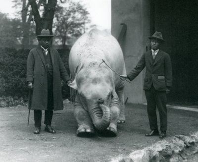 Dr. Saw Po Min ve Oğlu ile AlbinoBeyaz Fil Pawah, Londra Hayvanat Bahçesi, Mayıs 1926 by Frederick William Bond