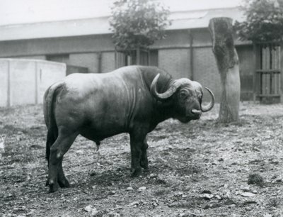 Bir Afrika Mandası veya Cape Buffalo, Londra Hayvanat Bahçesi