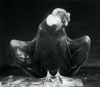 Bir kütüğün üzerinde dinlenen bir And Condor, Londra Hayvanat Bahçesi, 1925 by Frederick William Bond