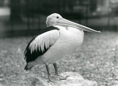 1929