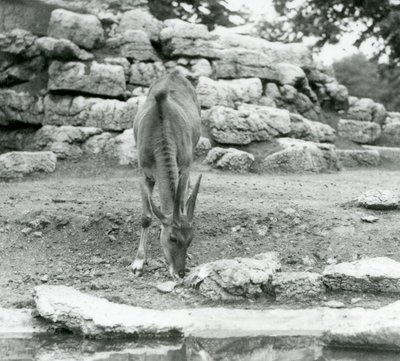 1929