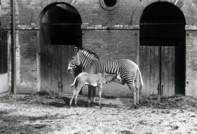 Tehlike Altındaki Grevy