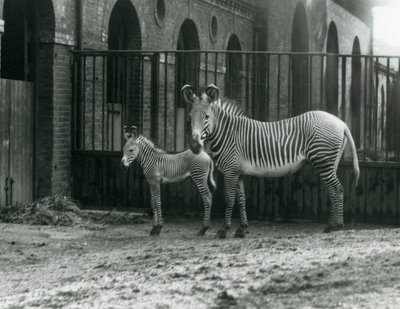 Tehlikedeki Grevy
