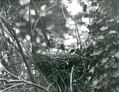1924'te Londra Hayvanat Bahçesi'nde yuvasında oturan bir Ibis by Frederick William Bond