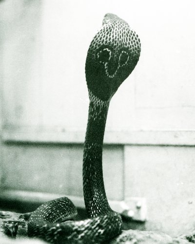 Yükseltilmiş başlı ve alevlenmiş başlıklı bir KızılderiliGözlüklüAsyalıBinocellate Kobra, Londra Hayvanat Bahçesi, Ekim 1925 by Frederick William Bond