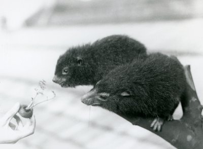 Yetişkin ve genç bir Western Tree Hyrax bir dalda oturuyor ve yemeleri için tutulan bir havuç tepesine eğiliyor, London Zoo by Frederick William Bond