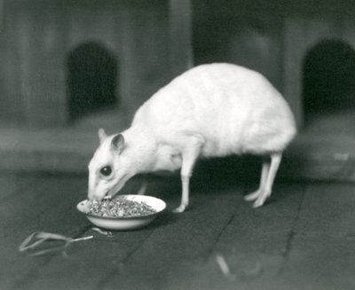 1926