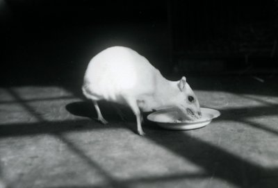 Bir tabaktan yemek yiyen bir albino chevrotain, Londra Hayvanat Bahçesi, Aralık 1926 by Frederick William Bond