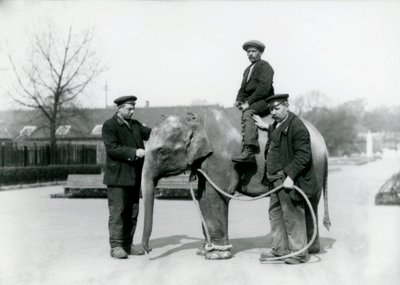 Londra Hayvanat Bahçesi'nde Keepers A. Church ve H. Robertson ile birlikte bir bebek Hint Fili, Haziran 1922 by Frederick William Bond