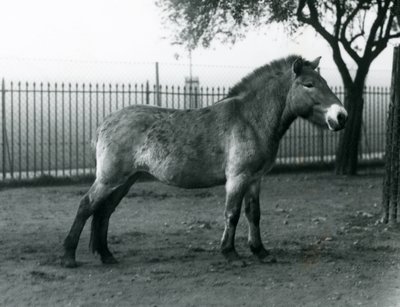 Nesli tükenmekte olan bir Przewalskis Wild Horse Londra Hayvanat Bahçesi