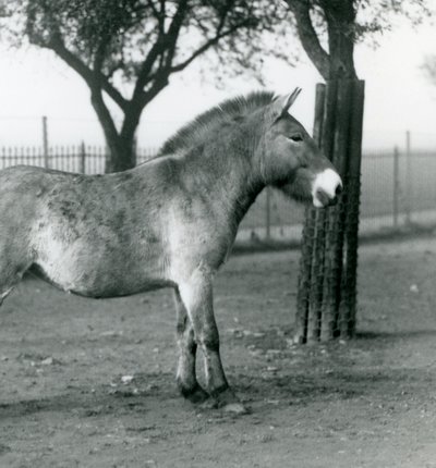 Nesli tükenmekte olan bir Przewalskis Wild Horse Londra Hayvanat Bahçesi