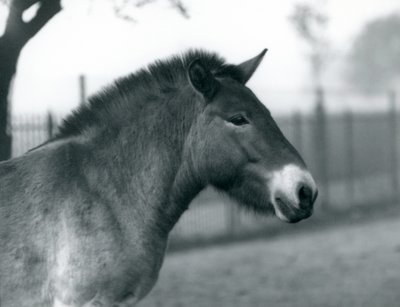 Nesli tükenmekte olan bir Przewalskis Wild Horse Londra Hayvanat Bahçesi