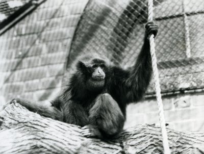 Bir kütüğün üzerinde oturan ve elinde ip tutan nesli tükenmekte olan bir Siamang jibonu, Londra Hayvanat Bahçesi, 1927 by Frederick William Bond