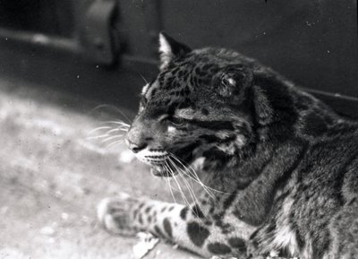Bulutlu leopar, 1922 by Frederick William Bond