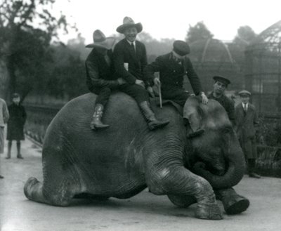1924 yılında Londra Hayvanat Bahçesi ziyareti sırasında dişi Hint Fil Sundermalah ile kovboylar ve eğitmen by Frederick William Bond