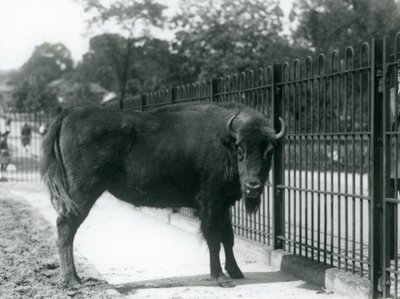 Avrupa Bizonu Georgina, padokundaki barlarda, Londra Hayvanat Bahçesi, 12 Ağustos 1926 by Frederick William Bond