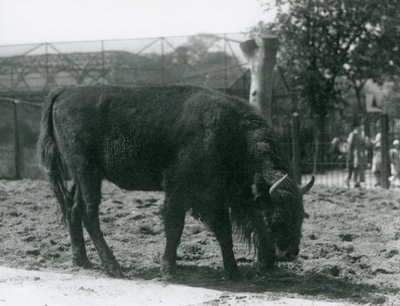 Avrupa Bizonu Julia, padokunda çimenleri yiyor, Londra Hayvanat Bahçesi, 12 Ağustos 1926 by Frederick William Bond