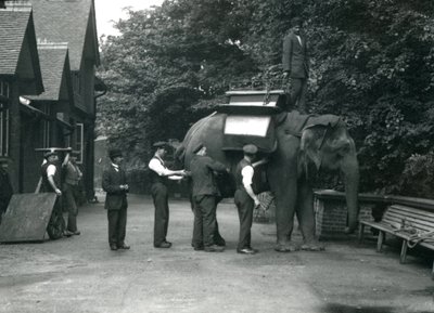 Dişi Asya Fili 'Indiarani', Elephant House'un kuzey tarafında bekçiler tarafından bir eyerle donatılıyor. Londra Hayvanat Bahçesi, Ağustos 1920 by Frederick William Bond