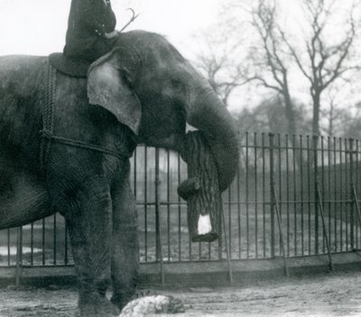 Dişi Asya Fili, Indianrani, gövdesiyle keresteyi hareket ettirirken, bakıcısı sırtında oturup onu yönlendirirken, Londra Hayvanat Bahçesi, 1925 by Frederick William Bond