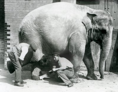 Ağustos 1926