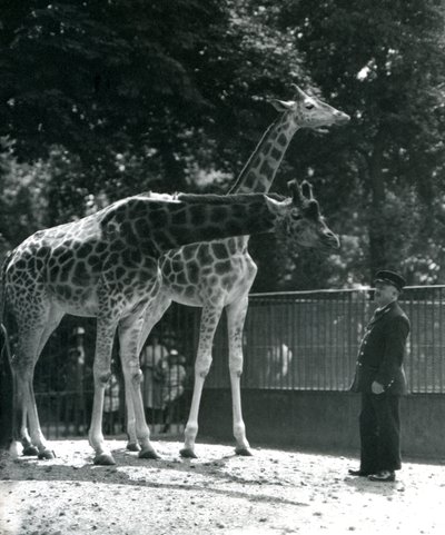 Dişi Zürafalar Maud ve Maggie, bekçi Ernie Profesör Bowman ile, Londra Hayvanat Bahçesi, Temmuz 1924 by Frederick William Bond