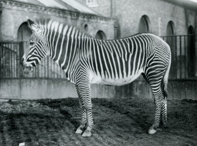 Dişi Grevys Zebra veya Imperial Zebra, Jennie Londra Hayvanat Bahçesi