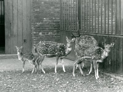 1926
