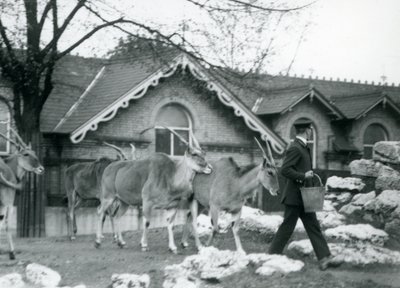 Dört Eland, Londra Hayvanat Bahçesi, Antilop Evi