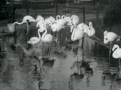 Büyük Flamingolar Londra Hayvanat Bahçesi