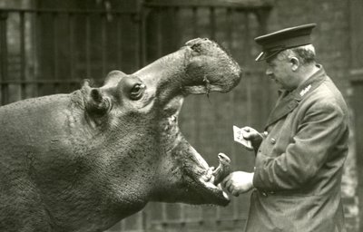 Su aygırı Bobbie, bekçi Ernie Bowman ile birlikte, Londra Hayvanat Bahçesi, 1927 by Frederick William Bond