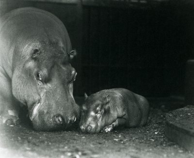 Su aygırı Joan, erkek buzağı Jimmy ile Mart 1927