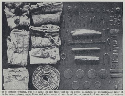 Bir devekuşunun midesinde bulunan eşyalar (s/b fotoğraf) by Frederick William Bond