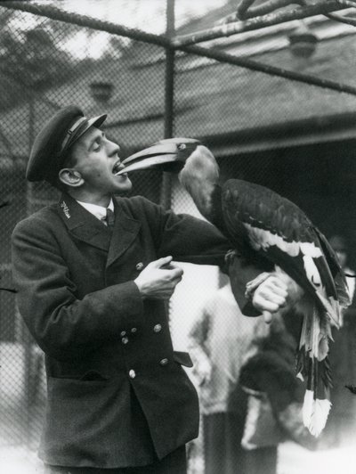 Kaleci, T. Raggett, ağzında tuttuğu bir meyveyle bir Büyük Kızılderili Boynuzgagasını besliyor. Londra Hayvanat Bahçesi 1924 by Frederick William Bond