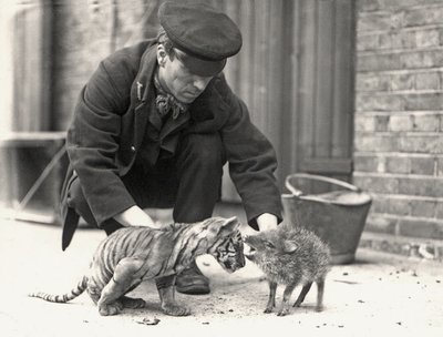 Kaleci, H. Warwick, bir kaplan yavrusu ve bir pekari ile, ZSL Londra Hayvanat Bahçesi