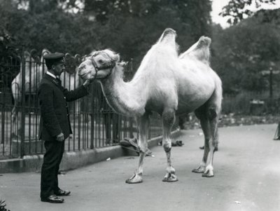 Bekçi W. Styles, Londra Hayvanat Bahçesi'nde Bactrian Devesiyle, Temmuz 1914 by Frederick William Bond
