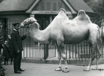 Bekçi W. Styles, Londra Hayvanat Bahçesi'ndeki Llama Evi'nin önünde bir Bactrian Devesi ile, Temmuz 1914 by Frederick William Bond