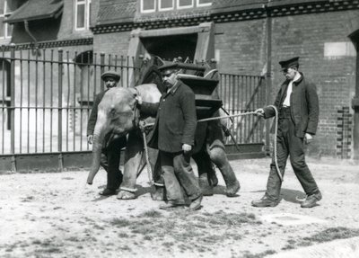 Bekçiler Jack Milbourne, H Robertson ve Thomas genç bir Asya Filini eğitiyor, Londra Hayvanat Bahçesi, Mayıs 1922 (bw fotoğraf) by Frederick William Bond